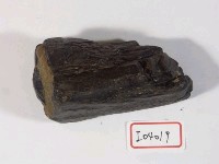 藏品(象牙化石)的圖片